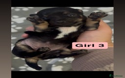 Chihuahua dogs for sale: X7 chihuahua puppies  - Image 6