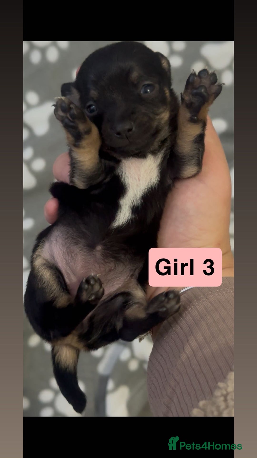 Chihuahua dogs for sale: X7 chihuahua puppies  - Image 6