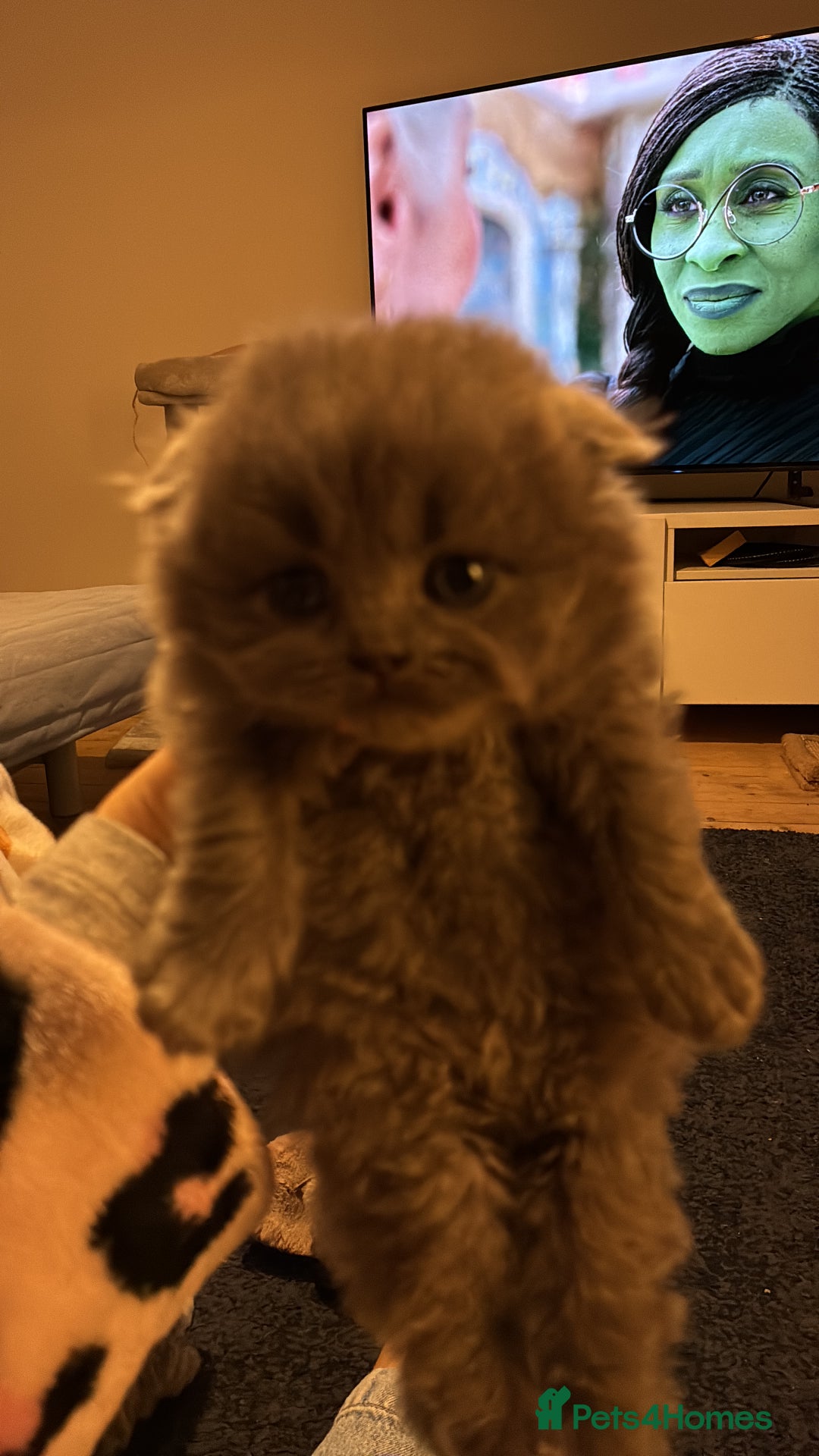 Scottish Fold cats for sale: 6 beautiful Scottish fold kittens - Advert 10