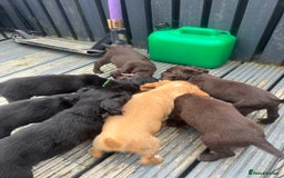 Cocker Spaniel dogs for sale: KC Working Cocker Spaniels available now - Image 15