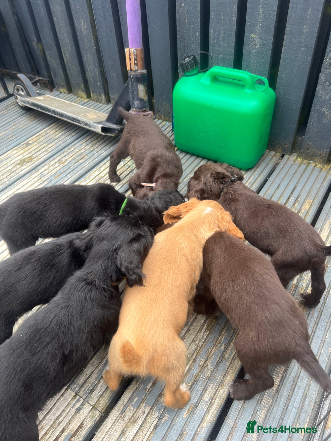 Cocker Spaniel dogs for sale: KC Working Cocker Spaniels available now - Image 15