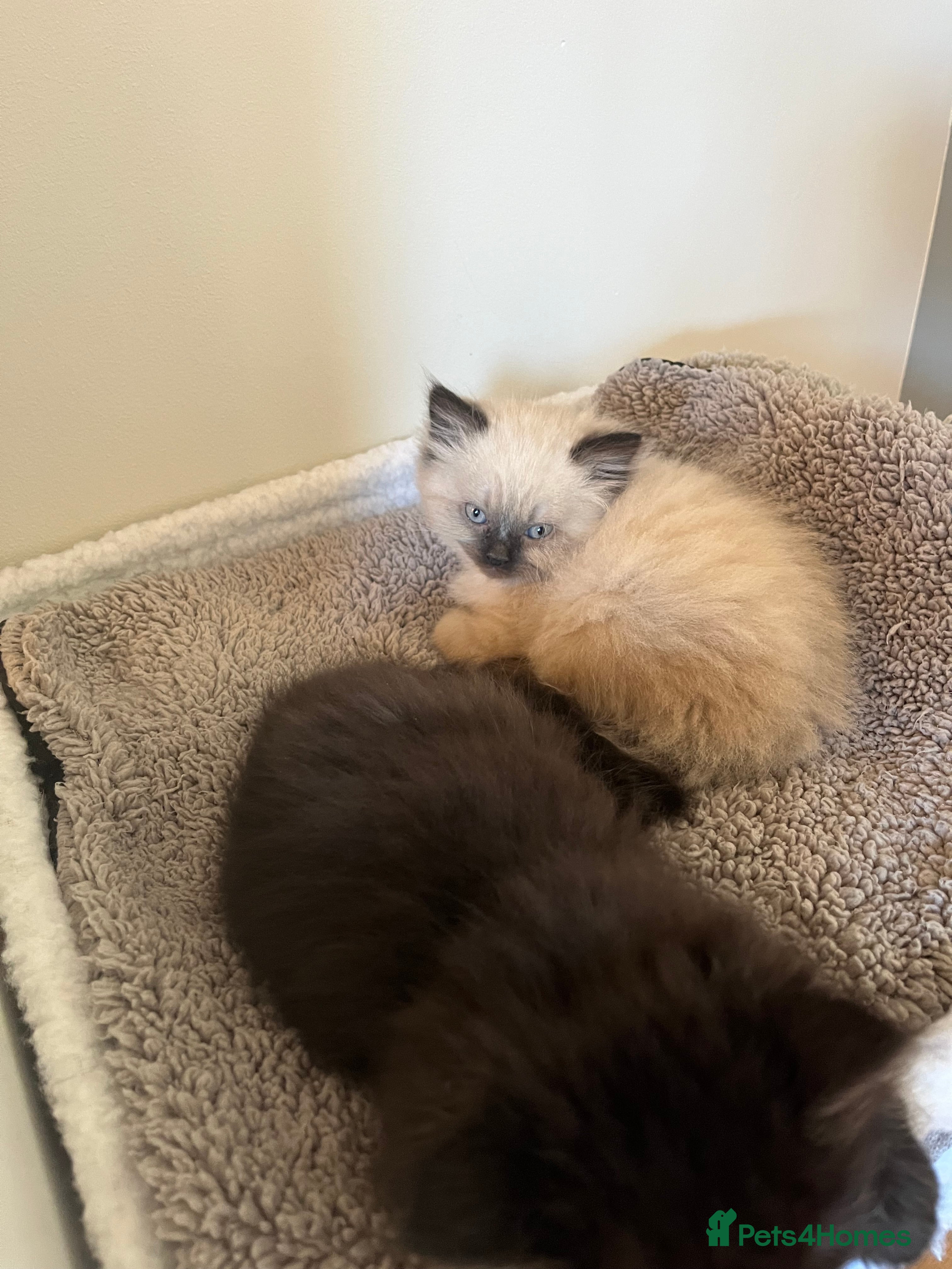 Himalayan cats Himalayan x chinchilla Persian  - Advert 1