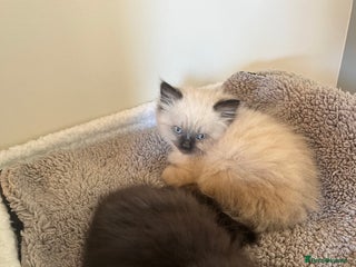 Himalayan cats Himalayan x chinchilla Persian - Advert 17