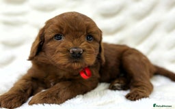 Australian Labradoodle dogs for sale: Red Female Australian Labradoodle Ready 22/10/25 - Image 4