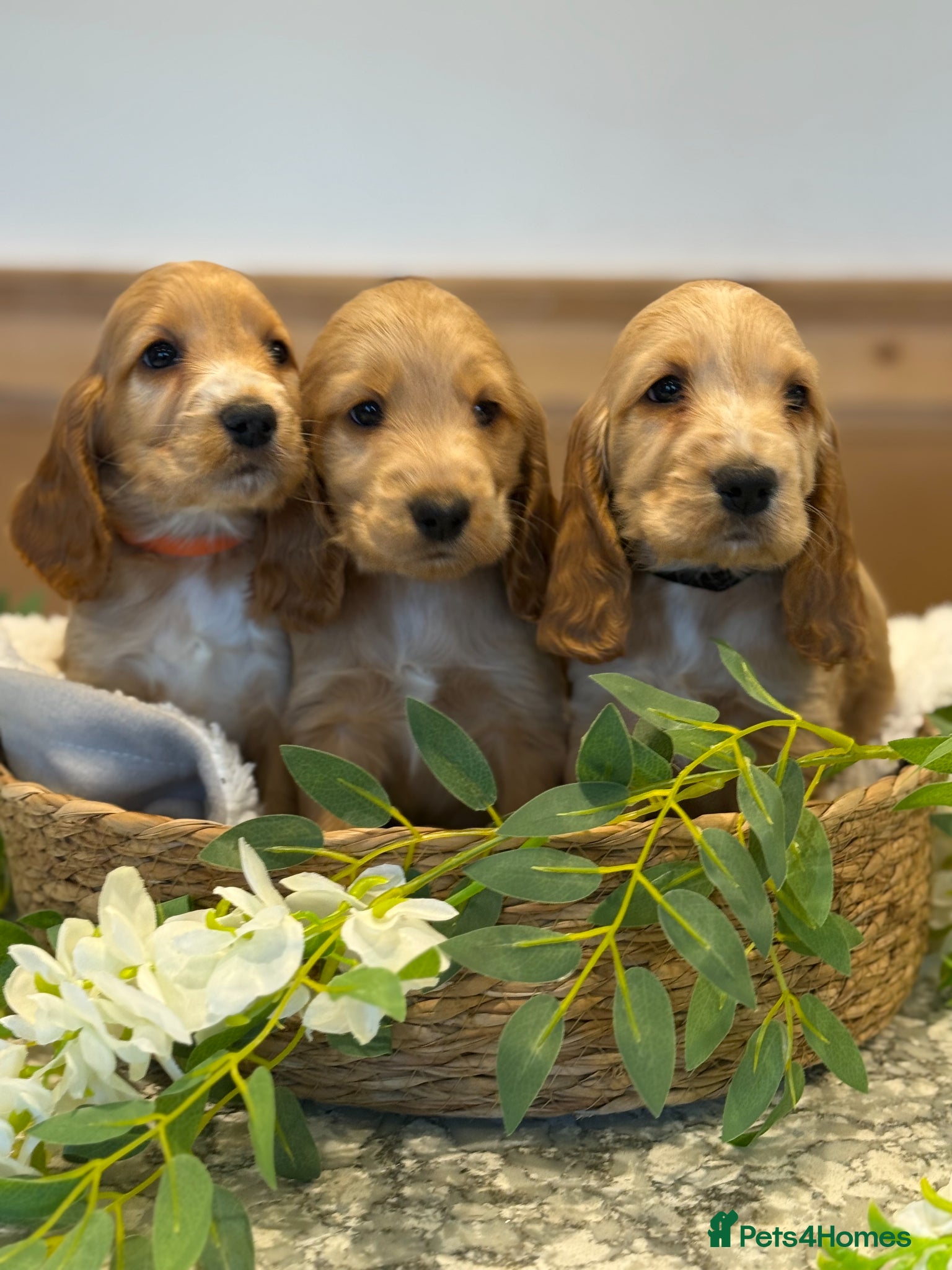 Cocker Spaniel dogs Gorgeous Golden KC show type Cocker spaniels - Advert 1