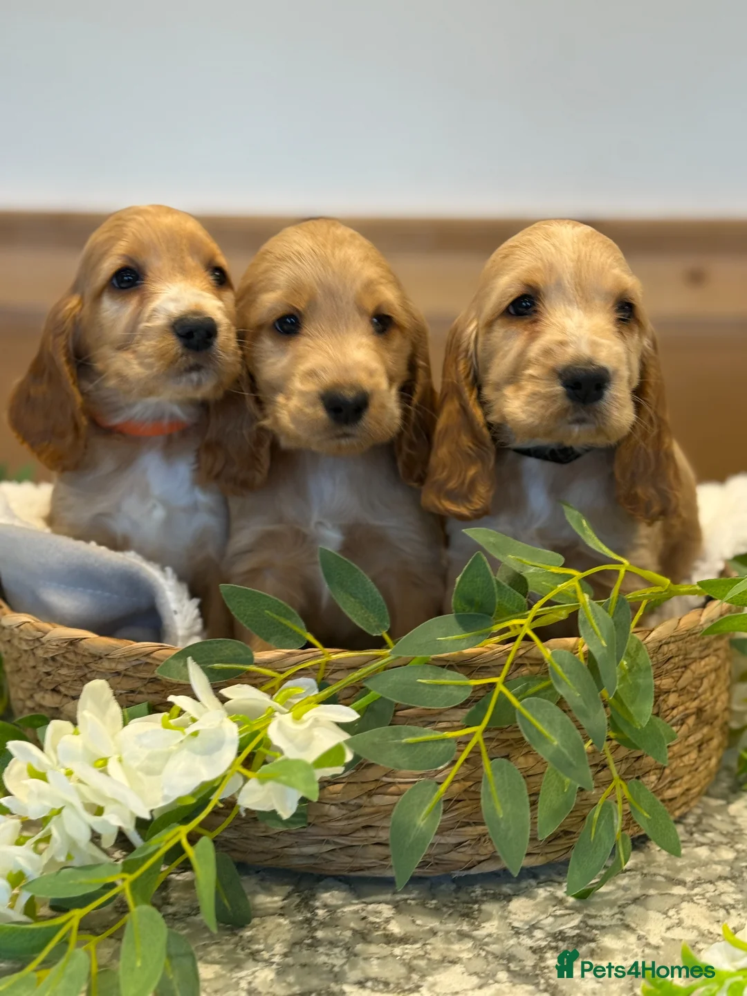 Cocker Spaniel dogs for sale: Gorgeous Golden KC show type Cocker spaniels - Advert 1