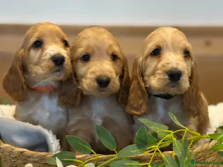 Cocker Spaniel dogs Gorgeous Golden KC show type Cocker spaniels - Advert 1