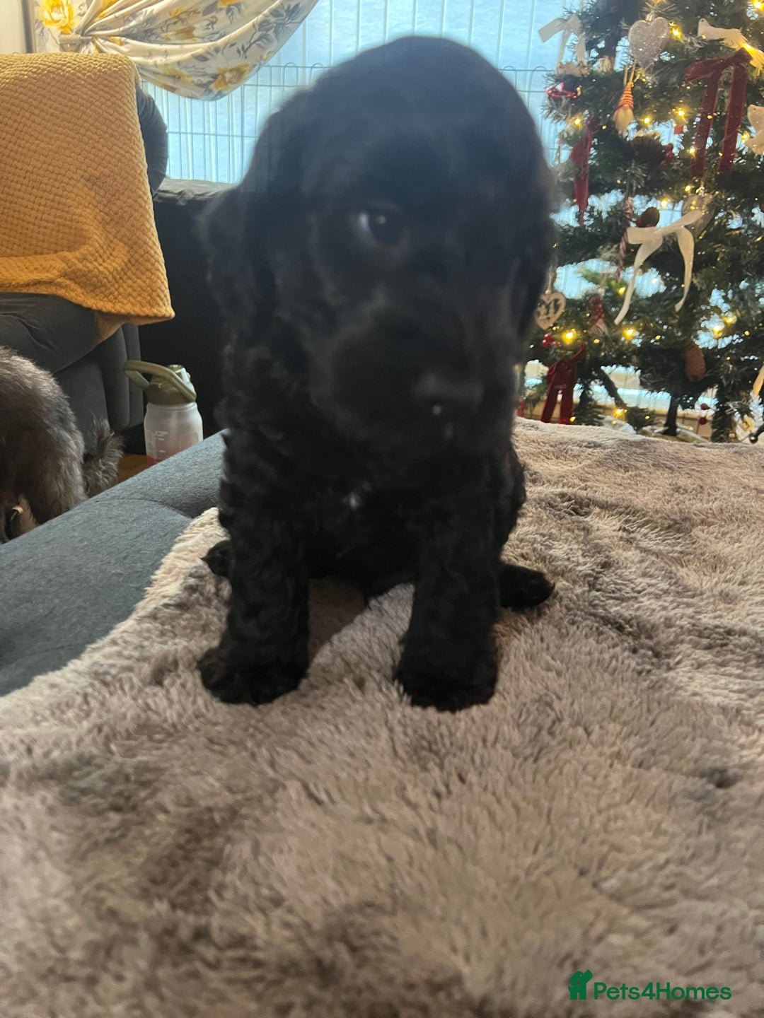 Cockapoo dogs for sale: Cockapoo puppies  - Advert 2