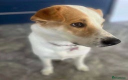 Mixed Breed dogs for adoption: Meet Nancy, currently residing in Hertfordshire  - Image 4