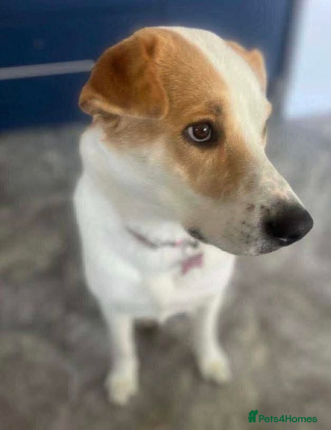 Mixed Breed dogs for adoption: Meet Nancy, currently residing in Hertfordshire  - Image 4