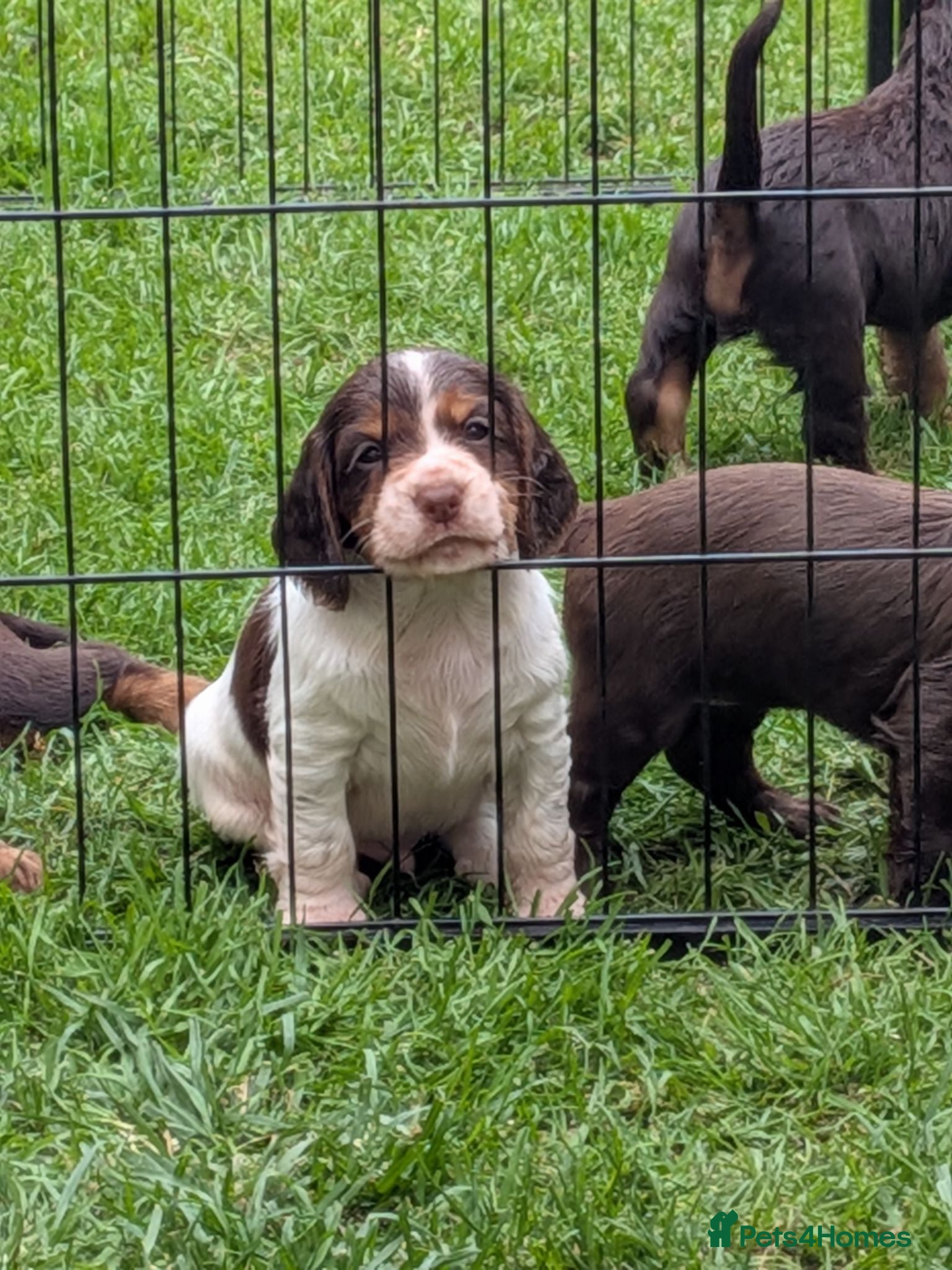 Cocker Spaniel dogs Beautiful cocker spaniel puppies  - Advert 10
