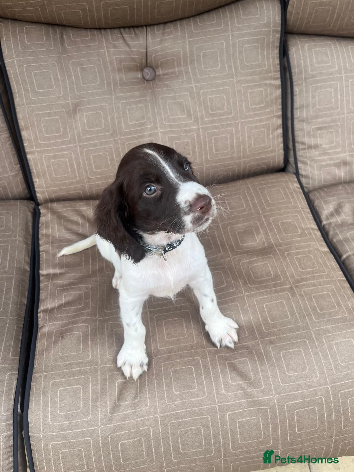 English Springer Spaniel dogs English Springer spaniel puppy's for sale  - Advert 14
