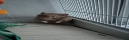 Hamster rodents for sale: Syrian hamster with set up - Advert 6