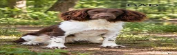 English Springer Spaniel dogs for sale: 💛Beautiful💫KC🐾English Springer Spaniel Puppies  - Advert 2