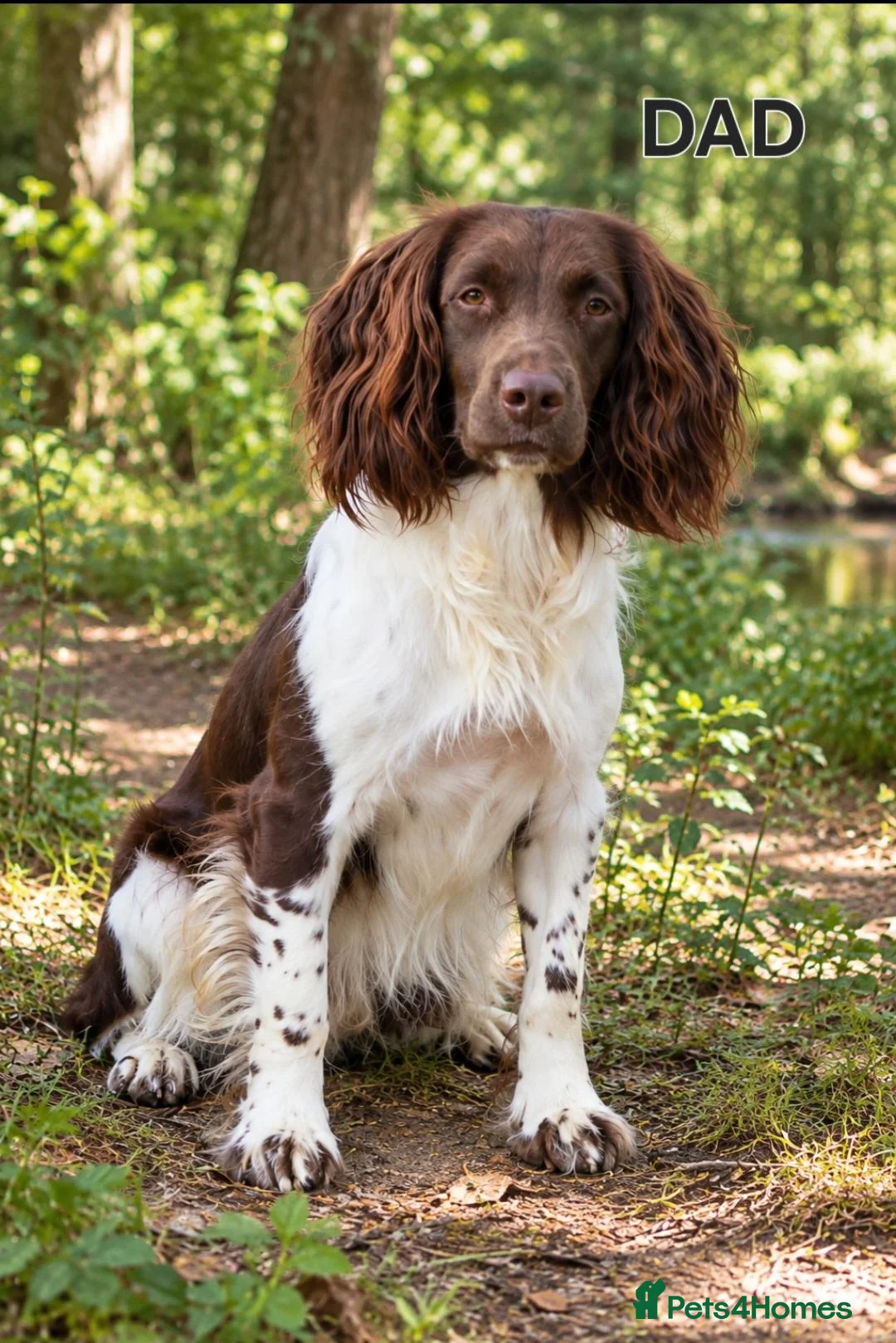 English Springer Spaniel dogs for sale: 💛Beautiful💫KC🐾English Springer Spaniel Puppies  - Advert 2