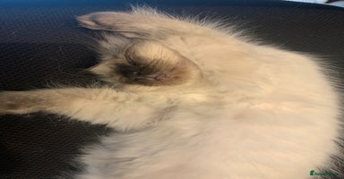 Ragdoll cats - Advert 6