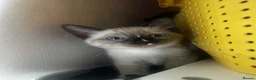 Snowshoe cats for sale: Beautiful Snowshoe Kittens – Ready to Leave Now - Advert 3