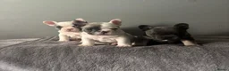 French Bulldog dogs for sale: Beautiful litter of 3 French bulldog boys  - Advert 8