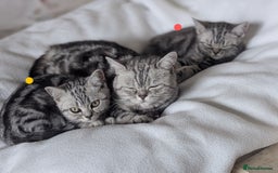 British Shorthair cats for sale: Classic British shorthair silver Tabby  - Image 1