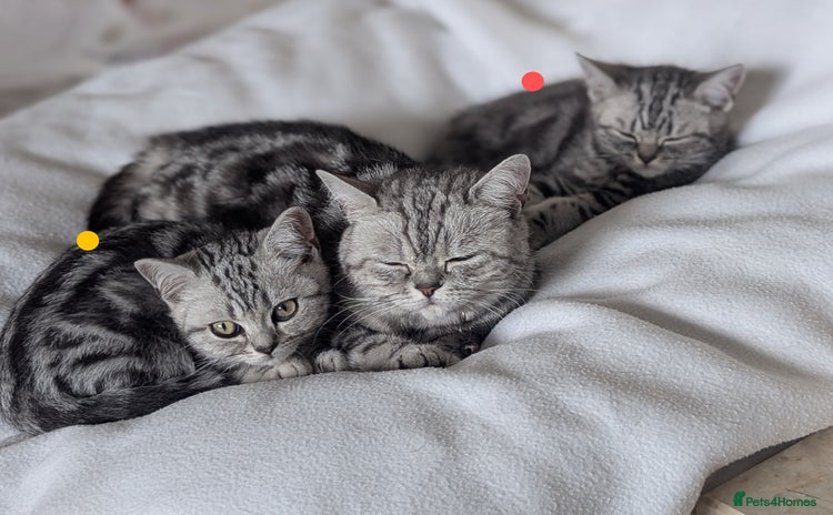 British Shorthair cats - Advert 11