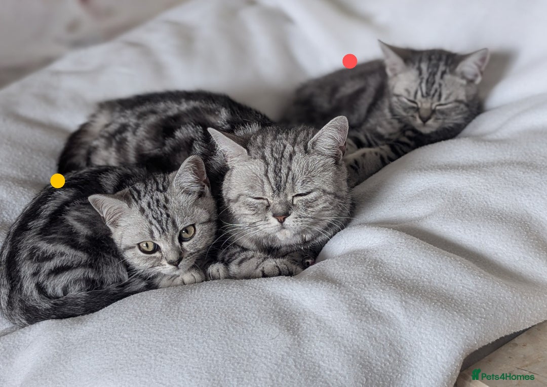 British Shorthair cats for sale: Classic British shorthair silver Tabby  - Image 1