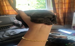 Shar Pei dogs for sale: Adorable Chinese Shar-Pei Puppies for Sale! - Image 3