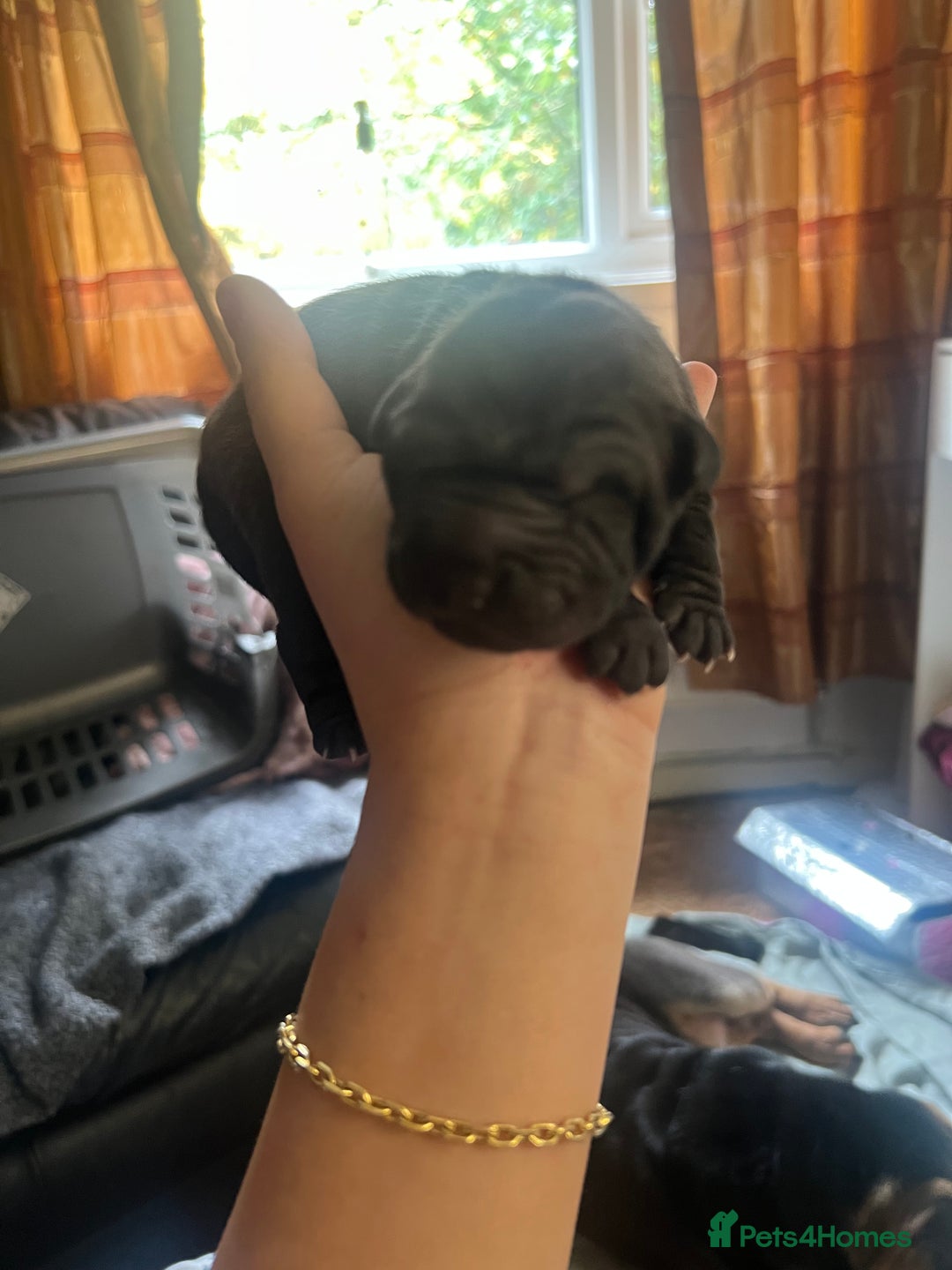 Shar Pei dogs for sale: Adorable Chinese Shar-Pei Puppies for Sale! - Image 3