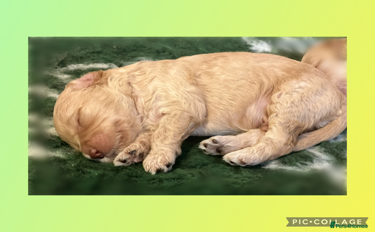 Australian Labradoodle dogs - Advert 1