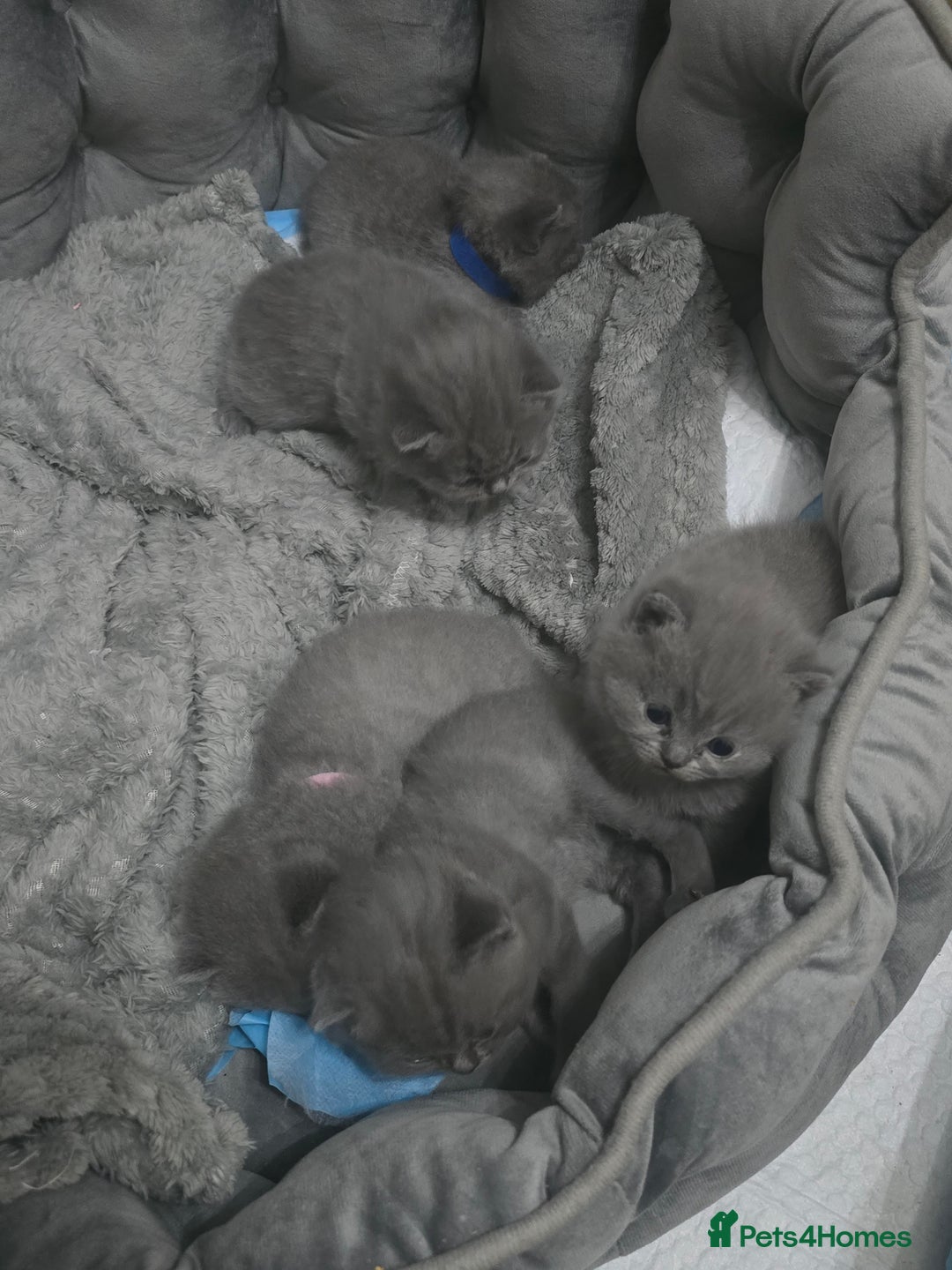 British Shorthair cats for sale: First Litter British Shorthair Pedigree Breed Blue - Image 6
