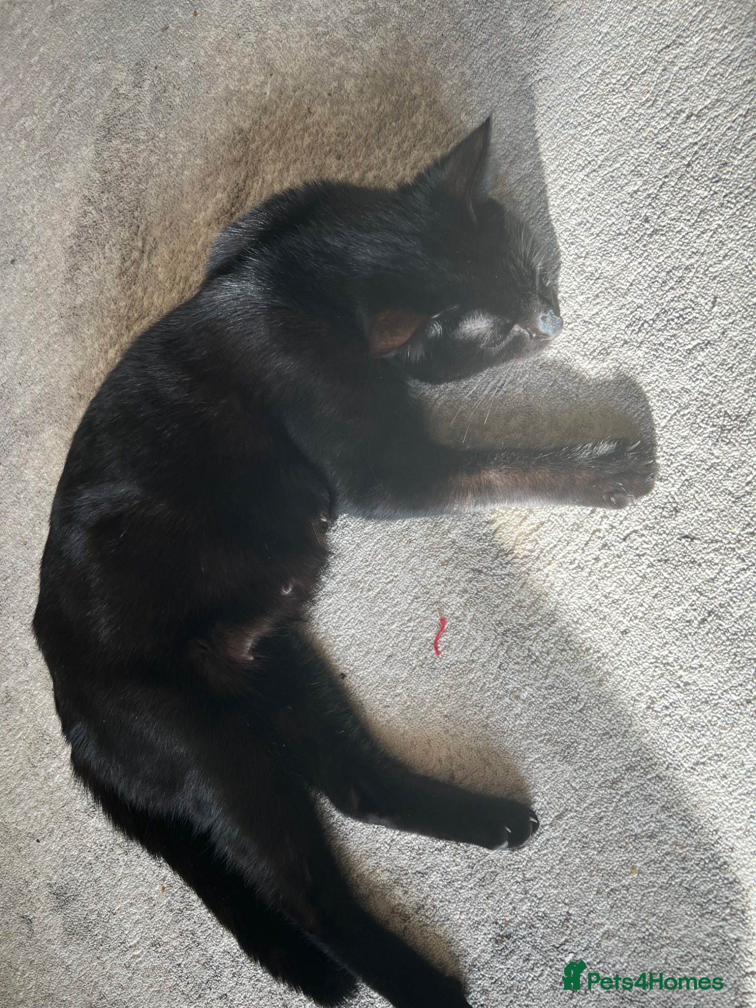 Mixed Breed cats 3 boys - Advert 11