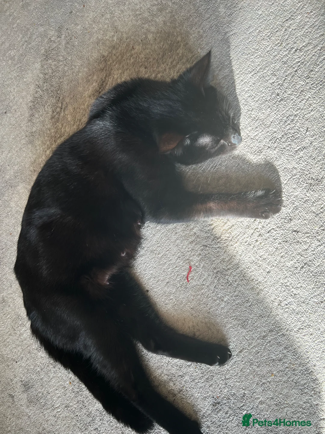 Mixed Breed cats for sale: 3 boys - Advert 1