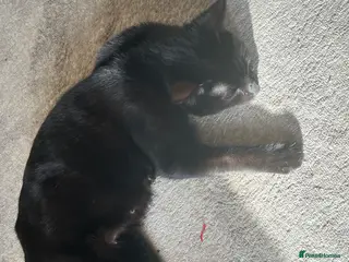 Mixed Breed cats 3 boys - Advert 3