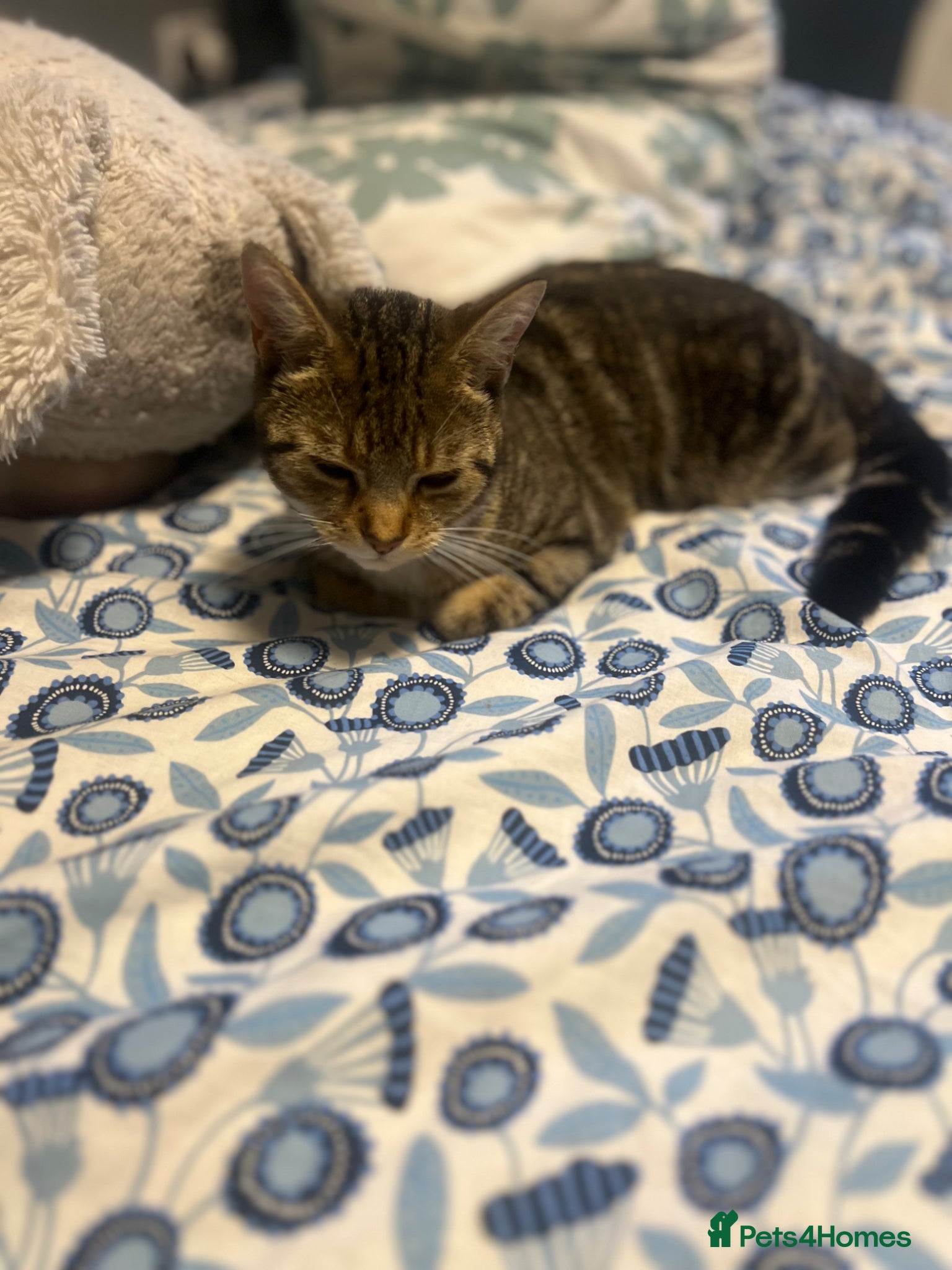 European cats 10 month old kitten - Advert 2