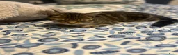 European cats for sale: 10 month old kitten in Manchester - Advert 1