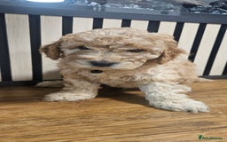 Cockapoo dogs for sale: Six Little Cockapoo Stars Ready to Shine   - Image 15