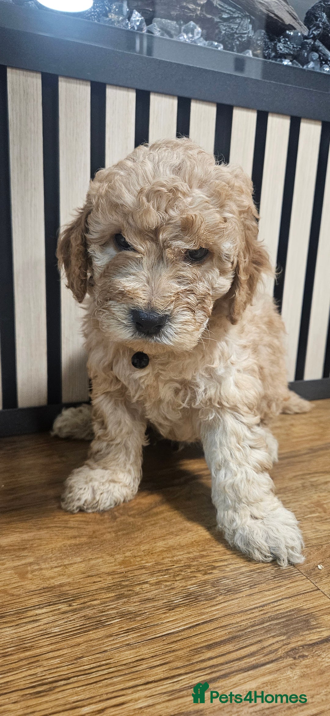 Cockapoo dogs for sale: Six Little Cockapoo Stars Ready to Shine   - Image 15