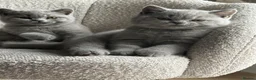 British Shorthair cats for sale: Last girl, collection 21/8  - Advert 11