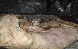 Lurcher dogs for sale: Saluki Lurcher  - Image 16