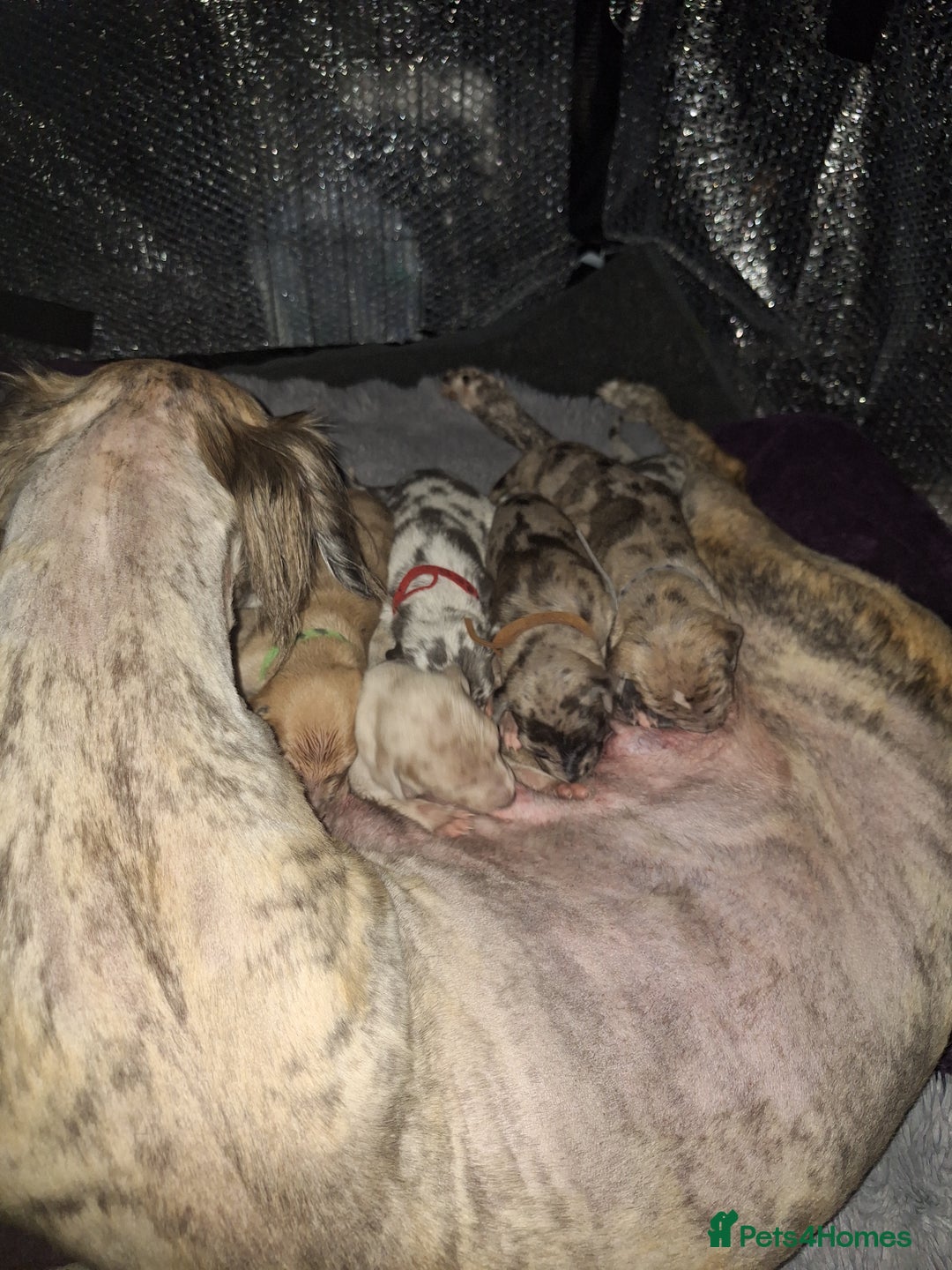 Lurcher dogs for sale: Saluki Lurcher  - Image 16