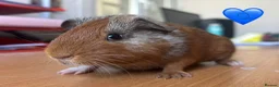 Guinea Pig rodents for sale: Guinea Pigs - Mixed Litter Young Males & Female - Advert 8
