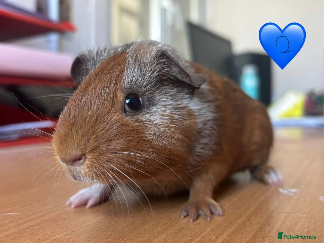 Guinea Pig rodents for sale: Guinea Pigs - Mixed Litter Young Males & Female - Advert 8