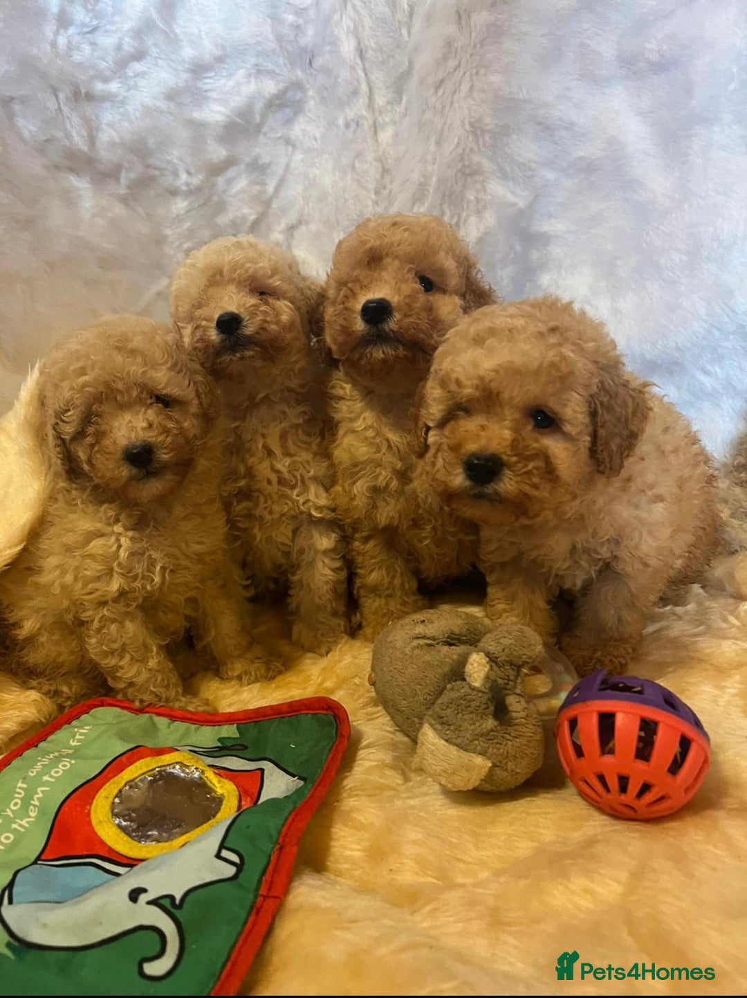 Cavapoo dogs for sale: Cavapoo mixed litter  - Image 7