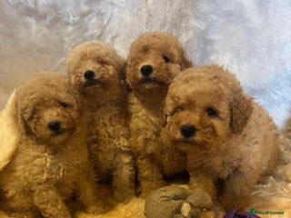 Cavapoo dogs Cavapoo mixed litter - Advert 6
