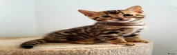 Bengal cats for sale: Beautiful Bengal Kittens Wild Looks, Loving Hearts in Birmingham - Advert 3