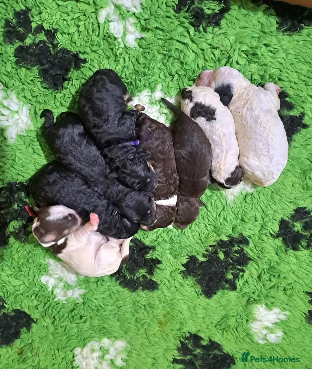 Bernedoodle dogs for sale: Stunning Bernedoodles💕DNA Health Tested Parents ! - Advert 3