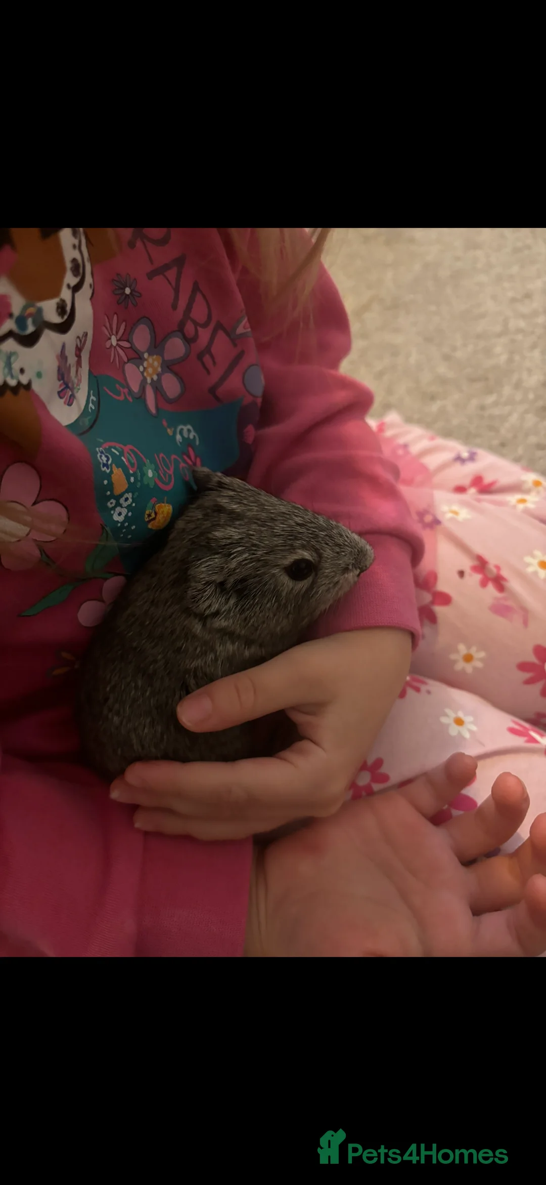 Guinea Pig rodents for sale: Baby Boars  - Advert 4