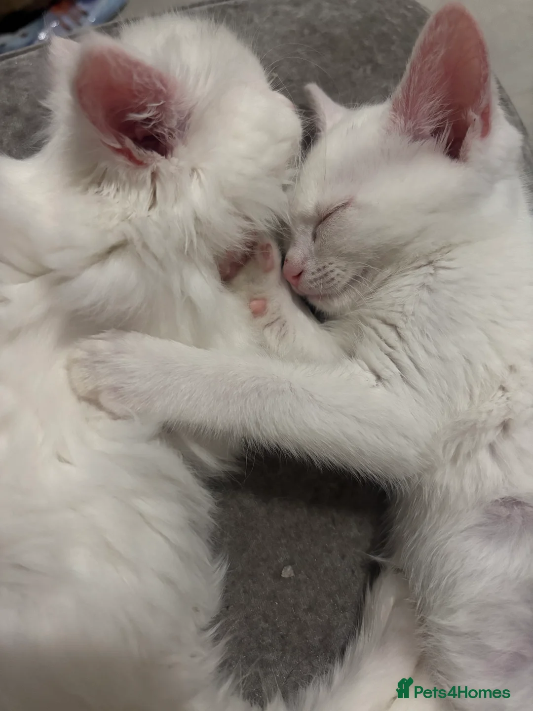 Mixed Breed cats for sale: two beautiful female white kittens in Brockenhurst - Advert 1