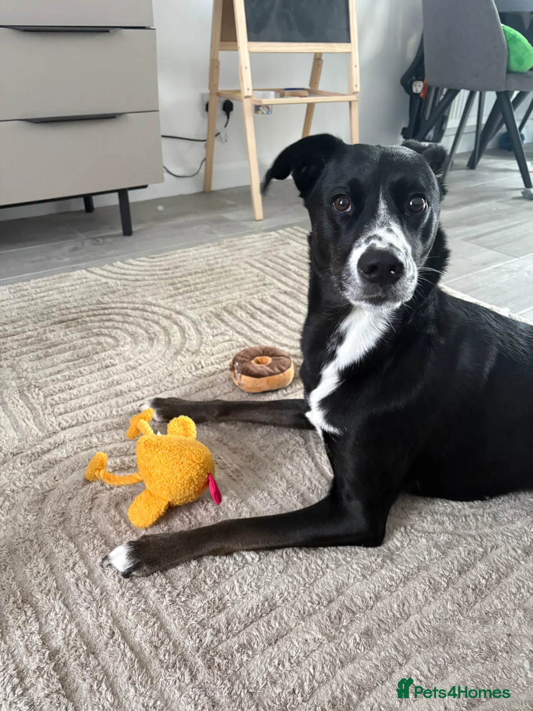 Mixed Breed dogs for sale: 3 year old girl - Advert 2