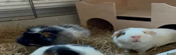 Guinea Pig rodents for sale: Male and female guinea pigs in Southampton - Advert 2