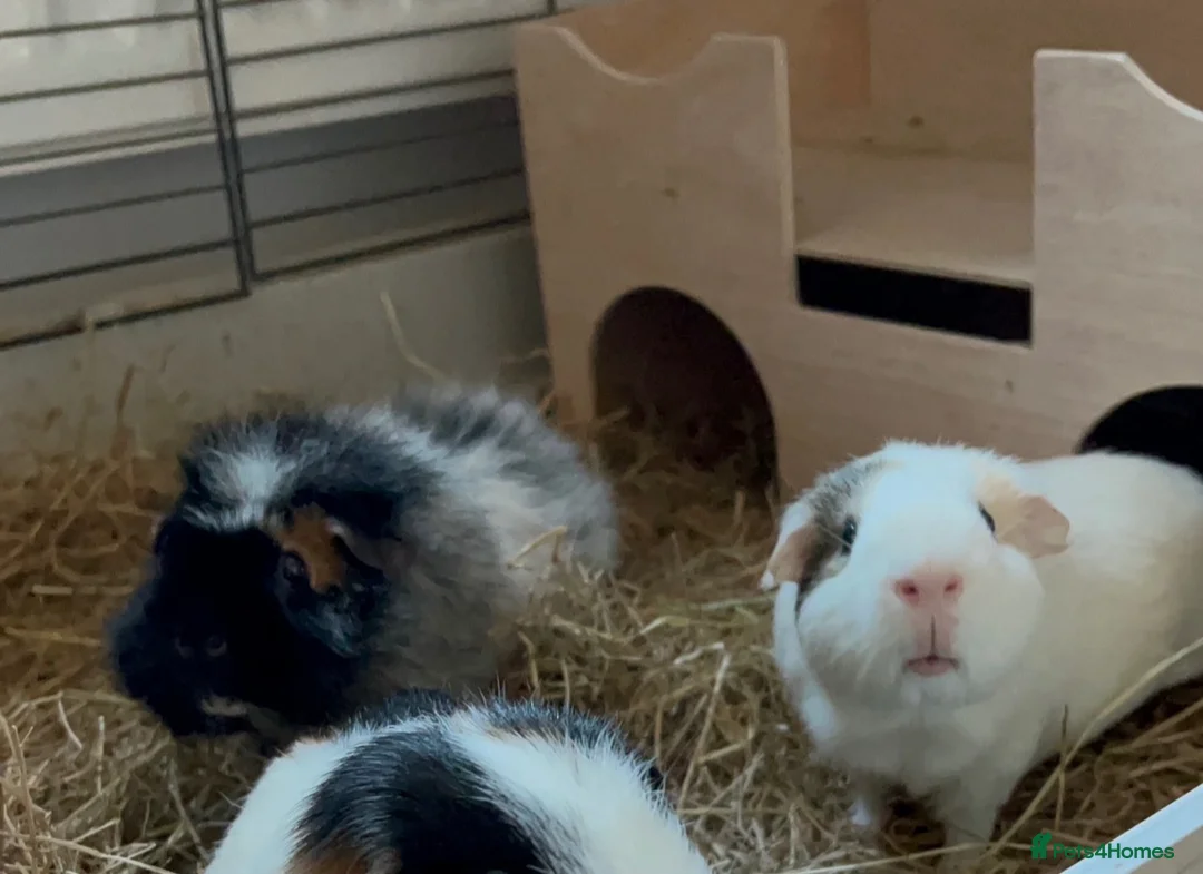 Guinea Pig rodents for sale: Male and female guinea pigs in Southampton - Advert 2